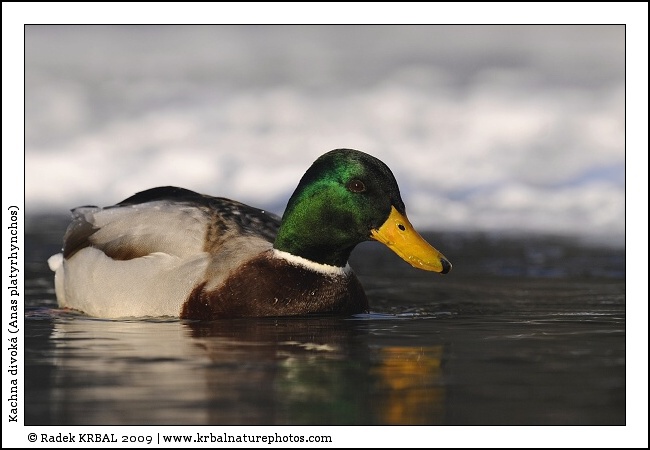 Kachna divok� | Mallard | Stockente | Anas platyrhynchos