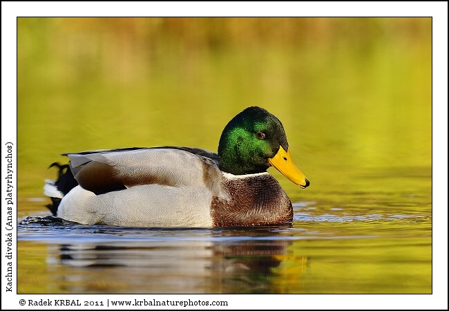 Kachna divok� | Mallard | Stockente | Anas platyrhynchos