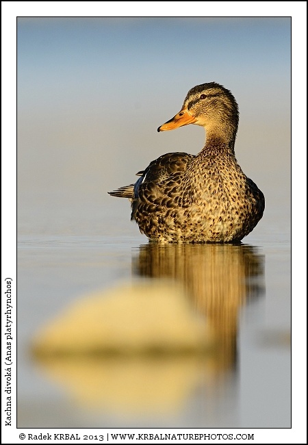 Kachna divok� | Mallard | Stockente | Anas platyrhynchos