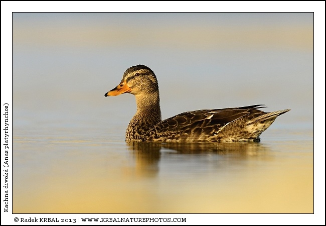 Kachna divok� | Mallard | Stockente | Anas platyrhynchos