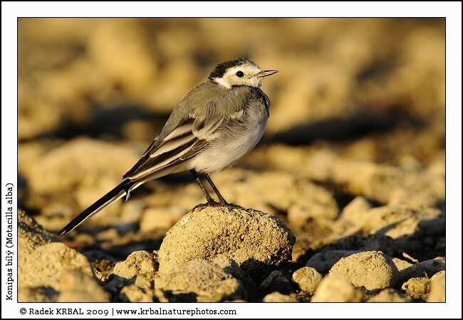 Konipas b�l� | White Wagtail | Bachstelze | Motacilla alba