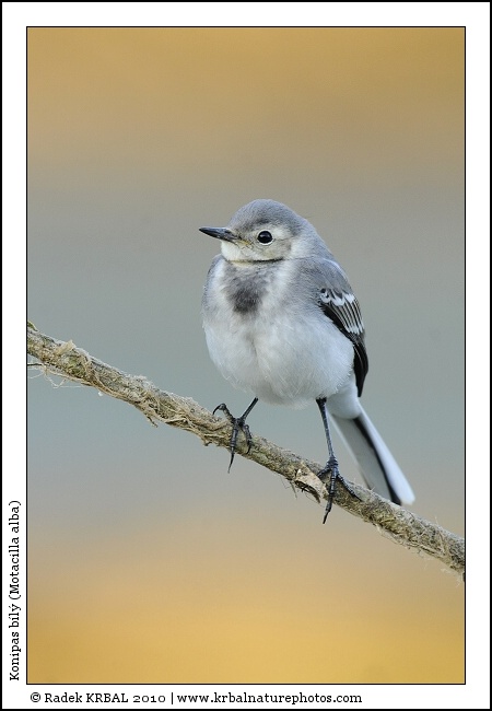 Konipas b�l� | White Wagtail | Bachstelze | Motacilla alba