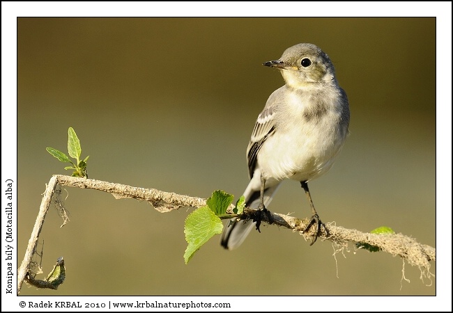 Konipas b�l� | White Wagtail | Bachstelze | Motacilla alba
