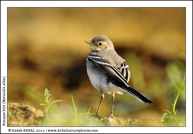 Konipas b�l� | White Wagtail | Bachstelze | Motacilla alba