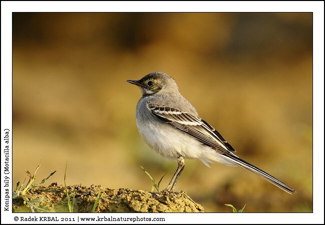 Konipas b�l� | White Wagtail | Bachstelze | Motacilla alba
