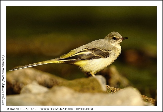 Konipas horsk� | Grey Wagtail | Gebirgsstelze | Motacilla cinerea