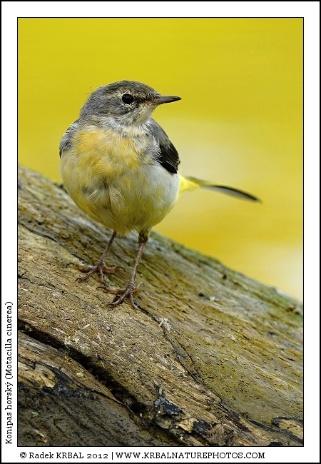 Konipas horsk� | Grey Wagtail | Gebirgsstelze | Motacilla cinerea