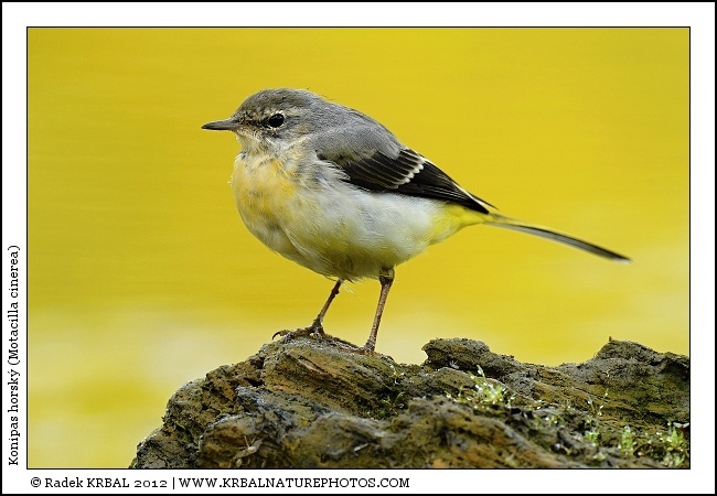 Konipas horsk� | Grey Wagtail | Gebirgsstelze | Motacilla cinerea