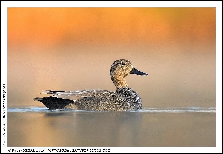 Kop�ivka obecn� | Gadwall | Schatterente | Anas strepera