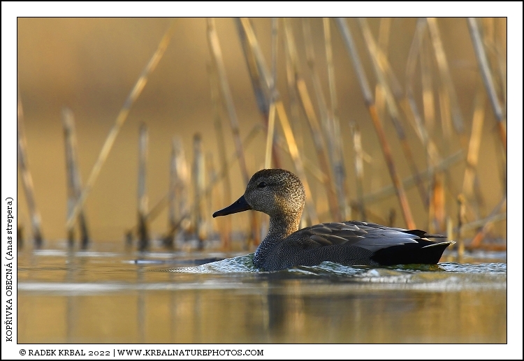 Kop�ivka obecn� | Gadwall | Schatterente | Anas strepera