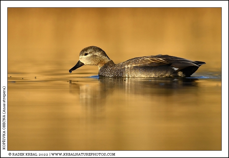 Kop�ivka obecn� | Gadwall | Schatterente | Anas strepera