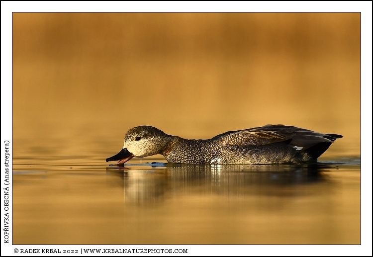 Kop�ivka obecn� | Gadwall | Schatterente | Anas strepera