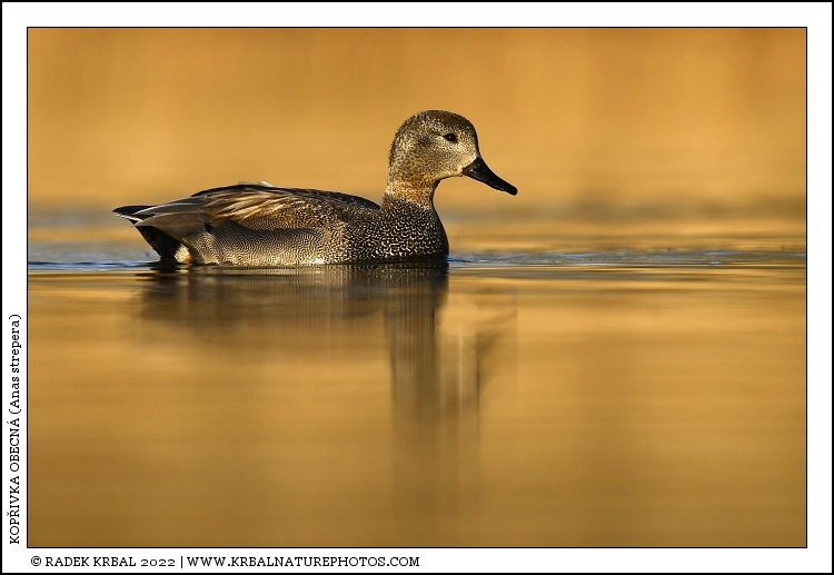 Kop�ivka obecn� | Gadwall | Schatterente | Anas strepera