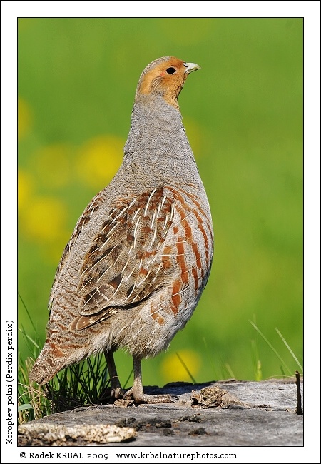 Koroptev poln� | Grey Partridge | Rebhuhn | Perdix perdix