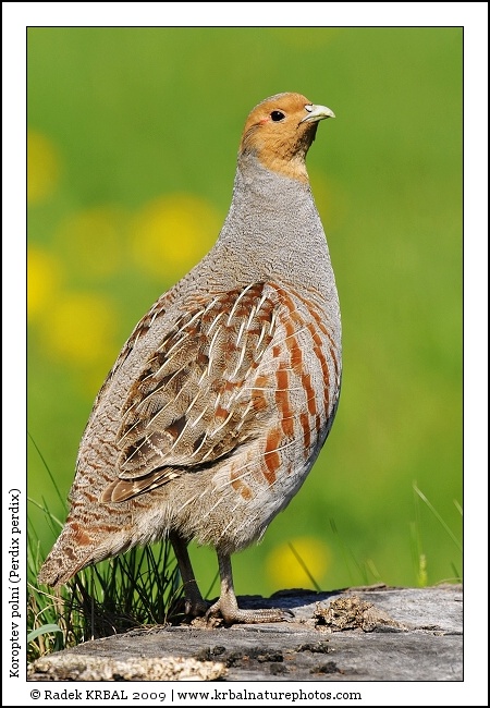 Koroptev poln� | Grey Partridge | Rebhuhn | Perdix perdix