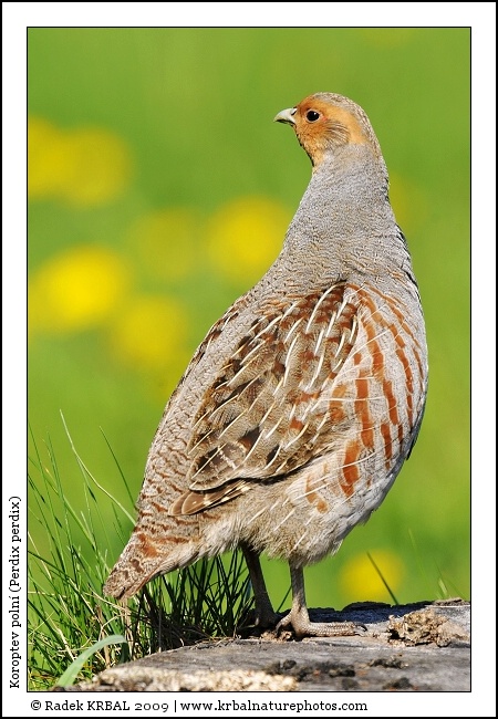 Koroptev poln� | Grey Partridge | Rebhuhn | Perdix perdix