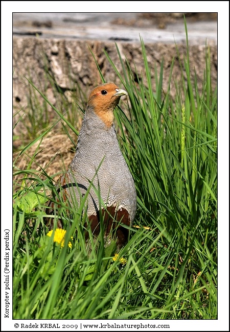 Koroptev poln� | Grey Partridge | Rebhuhn | Perdix perdix