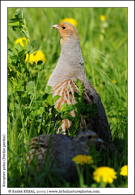 Koroptev poln� | Grey Partridge | Rebhuhn | Perdix perdix