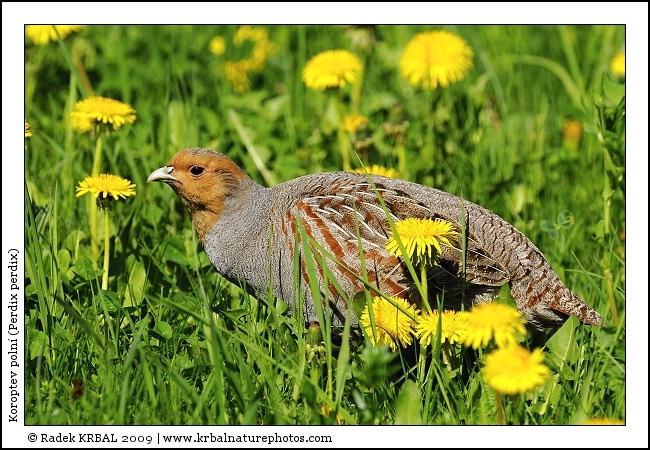 Koroptev poln� | Grey Partridge | Rebhuhn | Perdix perdix