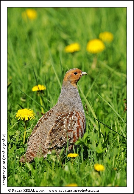 Koroptev poln� | Grey Partridge | Rebhuhn | Perdix perdix