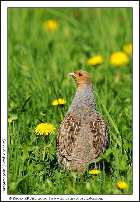 Koroptev poln� | Grey Partridge | Rebhuhn | Perdix perdix