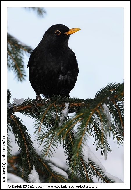 Kos �ern� | Blackbird | Amsel | Turdus merula