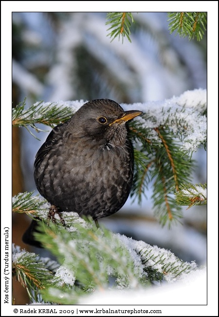 Kos �ern� | Blackbird | Amsel | Turdus merula