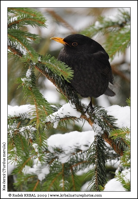 Kos �ern� | Blackbird | Amsel | Turdus merula