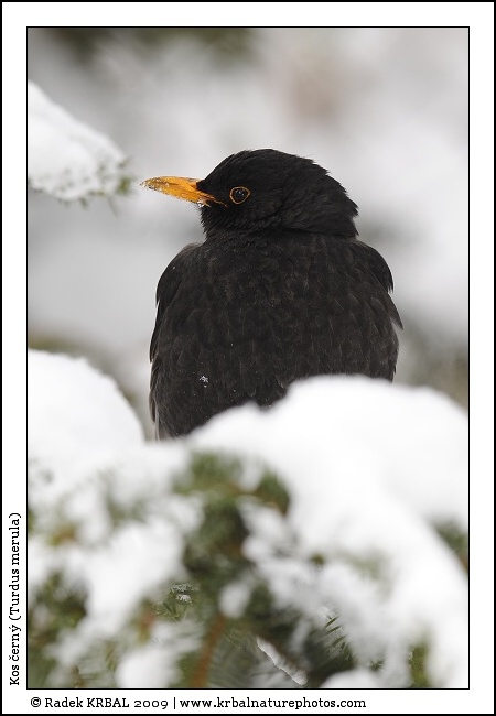 Kos �ern� | Blackbird | Amsel | Turdus merula