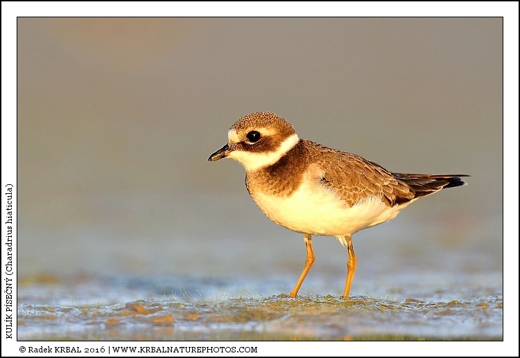 Kul�k p�se�n� | Common Ringed Plover | Sandregenpfeifer | Charadrius hiaticula
