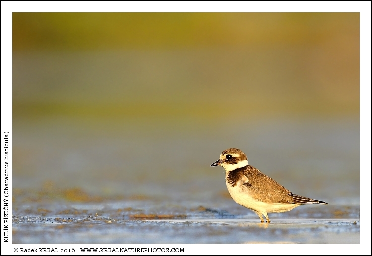 Kul�k p�se�n� | Common Ringed Plover | Sandregenpfeifer | Charadrius hiaticula