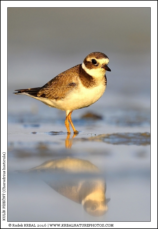 Kul�k p�se�n� | Common Ringed Plover | Sandregenpfeifer | Charadrius hiaticula
