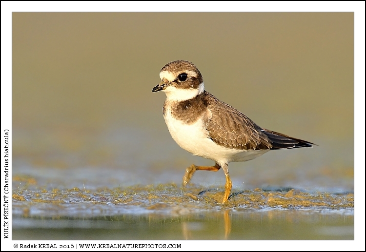 Kul�k p�se�n� | Common Ringed Plover | Sandregenpfeifer | Charadrius hiaticula