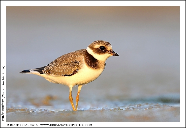 Kul�k p�se�n� | Common Ringed Plover | Sandregenpfeifer | Charadrius hiaticula