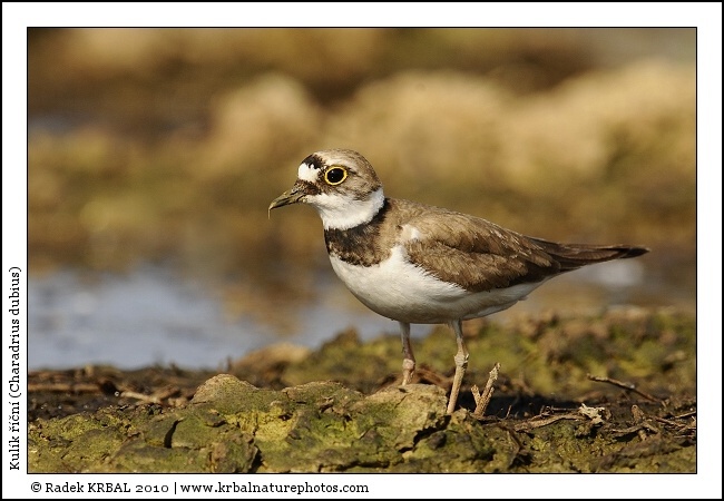 Kul�k ���n� | Little Ringed Plover | Flussregenpfeifer | Charadrius dubius