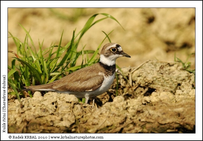 Kul�k ���n� | Little Ringed Plover | Flussregenpfeifer | Charadrius dubius
