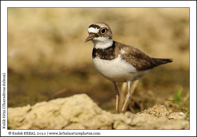 Kul�k ���n� | Little Ringed Plover | Flussregenpfeifer | Charadrius dubius