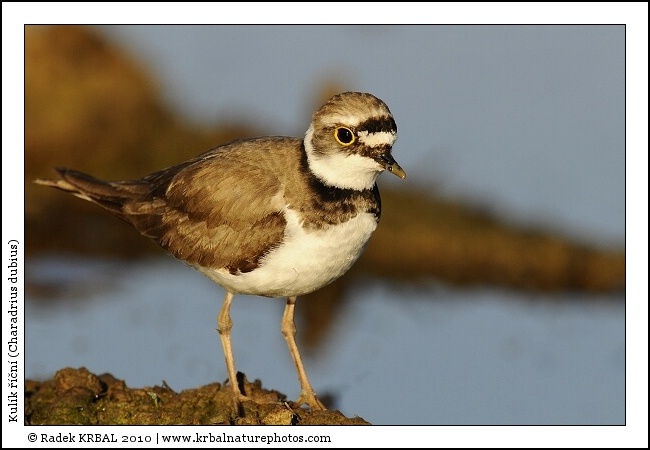 Kul�k ���n� | Little Ringed Plover | Flussregenpfeifer | Charadrius dubius