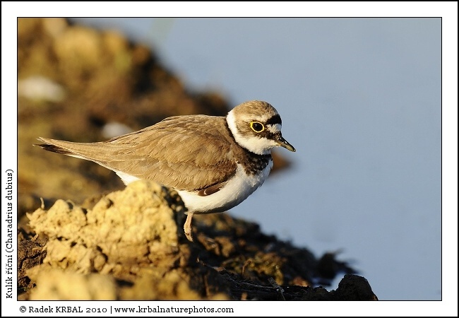 Kul�k ���n� | Little Ringed Plover | Flussregenpfeifer | Charadrius dubius