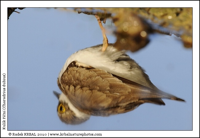 Kul�k ���n� | Little Ringed Plover | Flussregenpfeifer | Charadrius dubius