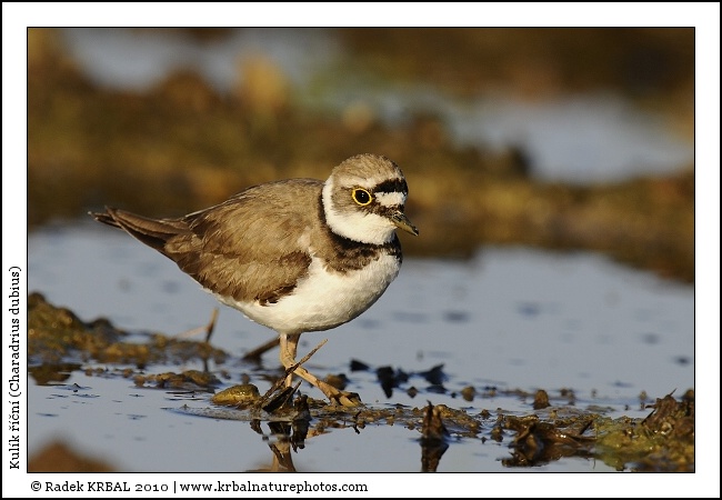 Kul�k ���n� | Little Ringed Plover | Flussregenpfeifer | Charadrius dubius
