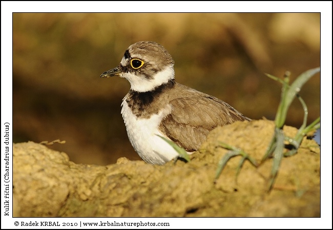 Kul�k ���n� | Little Ringed Plover | Flussregenpfeifer | Charadrius dubius