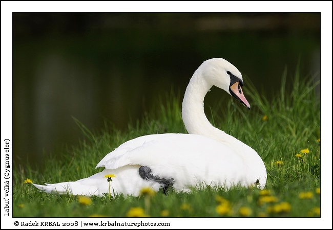 Labu� velk� | Mute Swan | H�ckerschwan | Cygnus olor