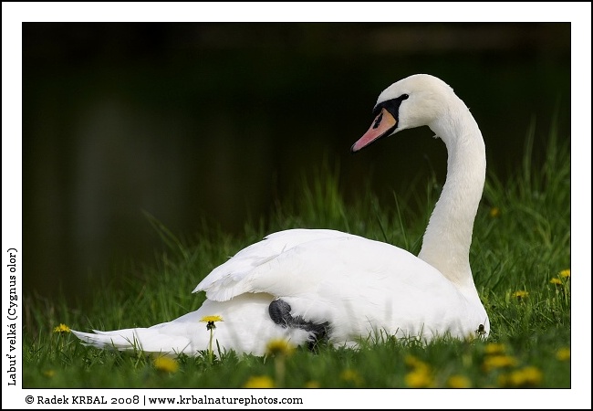 Labu� velk� | Mute Swan | H�ckerschwan | Cygnus olor