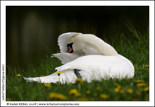 Labu� velk� | Mute Swan | H�ckerschwan | Cygnus olor