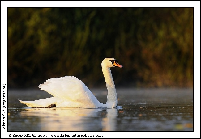 Labu� velk� | Mute Swan | H�ckerschwan | Cygnus olor
