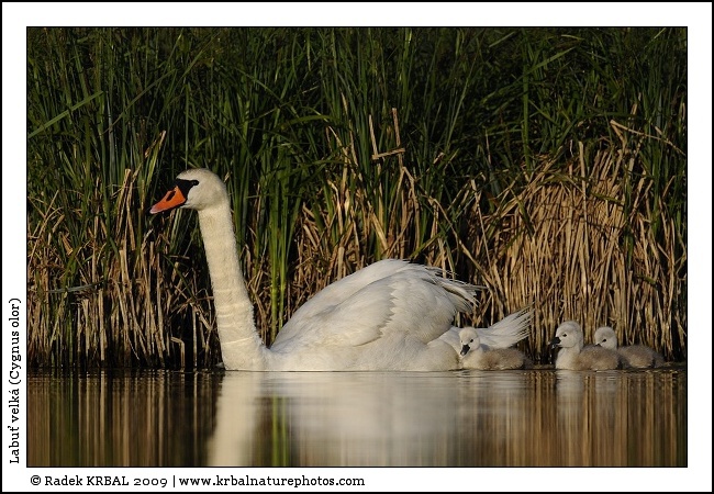 Labu� velk� | Mute Swan | H�ckerschwan | Cygnus olor