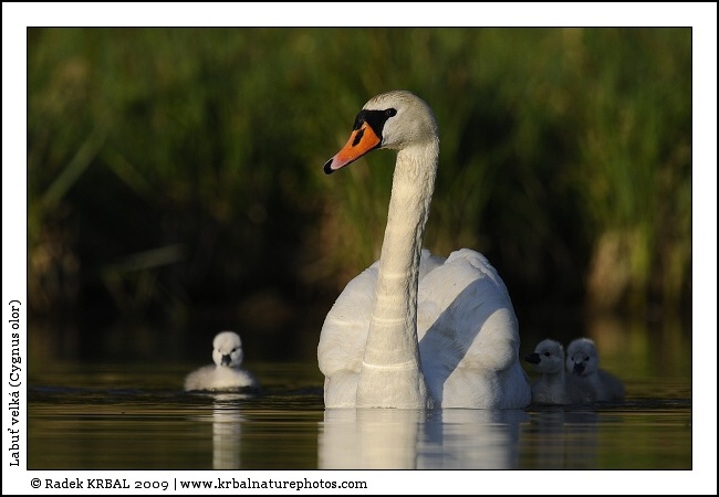 Labu� velk� | Mute Swan | H�ckerschwan | Cygnus olor