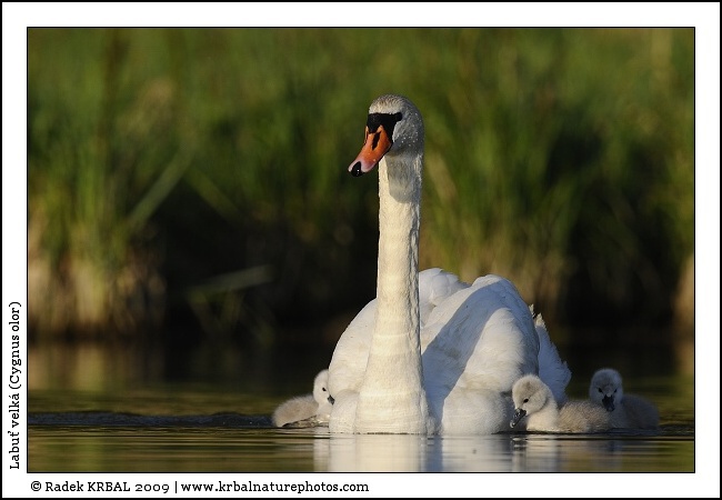 Labu� velk� | Mute Swan | H�ckerschwan | Cygnus olor