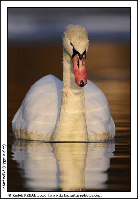 Labu� velk� | Mute Swan | H�ckerschwan | Cygnus olor
